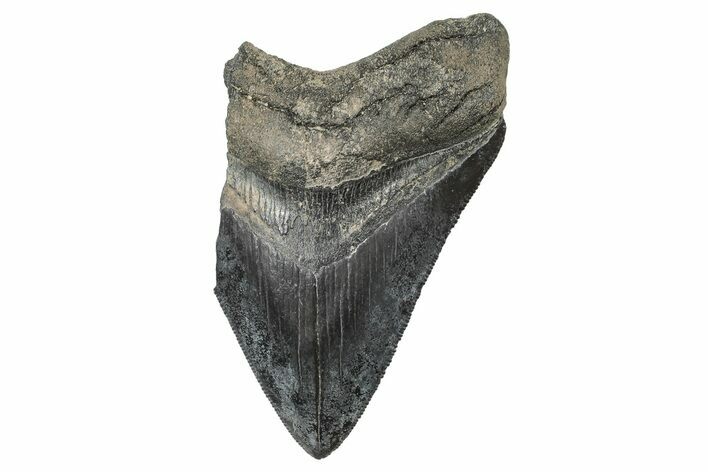 Partial Fossil Megalodon Tooth - South Carolina #240155